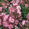 Lagerstroemia Indica Berlingot Menthe - Lilas Des Indes