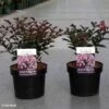 Lagerstroemia Indica Coral Magic - Lilas Des Indes -Fleurs & Plantes Soldes Boutique Lagerstroemia indica Coral Magic 87394 1