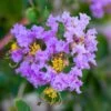 Lagerstroemia Indica Cordon Bleu - Lilas Des Indes Bleu Lavande 2 Lagerstroemia Indica Cordon Bleu - Lilas Des Indes Bleu Lavande -Fleurs & Plantes Soldes Boutique Lagerstroemia indica Cordon bleu copyright 78173611 1