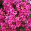 Lagerstroemia Indica Houston - Lilas Des Indes -Fleurs & Plantes Soldes Boutique Lagerstroemia indica Houston 87448 1