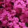 Lagerstroemia Indica La Mousson - Lilas Des Indes -Fleurs & Plantes Soldes Boutique Lagerstroemia indica La Mousson 87456 1