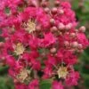 Lagerstroemia Indica Margaux - Lilas Des Indes -Fleurs & Plantes Soldes Boutique Lagerstroemia indica Margaux 87457 1
