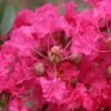 Lagerstroemia Indica Mon Panache - Lilas Des Indes -Fleurs & Plantes Soldes Boutique Lagerstroemia indica Mon Panache 87459 1