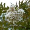 Lagerstroemia Indica Nivea - Lilas Des Indes