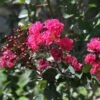 Lagerstroemia Indica Pink Velours - Lilas Des Indes -Fleurs & Plantes Soldes Boutique Lagerstroemia indica Pink Velours ld JimthePhotographer 781735 1