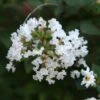 Lagerstroemia Indica Pixie White - Lilas Des Indes 1 Lagerstroemia Indica Pixie White - Lilas Des Indes -Fleurs & Plantes Soldes Boutique Lagerstroemia indica Pixie White ld Jim the Photographer 781737 1