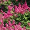Lagerstroemia Indica Rose Fuchsia - Lilas Des Indes -Fleurs & Plantes Soldes Boutique Lagerstroemia indica Rose Fuchsia 87443 1