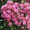 Lagerstroemia Indica Rose Indien - Lilas Des Indes -Fleurs & Plantes Soldes Boutique Lagerstroemia indica Rose Indien 87444 1