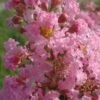 Lagerstroemia Indica Rose Thé - Lilas Des Indes -Fleurs & Plantes Soldes Boutique Lagerstroemia indica Rose The 87445 1