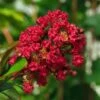 Lagerstroemia Indica Rouge Nain - Lilas Des Indes -Fleurs & Plantes Soldes Boutique Lagerstroemia indica Rouge Nain 87446 1