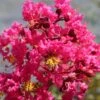 Lagerstroemia Indica Saint Emilion - Lilas Des Indes 1 Lagerstroemia Indica Saint Emilion - Lilas Des Indes -Fleurs & Plantes Soldes Boutique Lagerstroemia indica Saint Emilion 87460 1