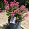 Lagerstroemia Indica Terrasse Rose - Lilas Des Indes -Fleurs & Plantes Soldes Boutique Lagerstroemia indica Terrasse Rose 87450 1