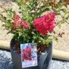 Lagerstroemia Indica Terrasse Rouge - Lilas Des Indes -Fleurs & Plantes Soldes Boutique Lagerstroemia indica Terrasse Rouge 87451 1