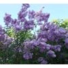 Lagerstroemia Indica Violacea - Lilas Des Indes -Fleurs & Plantes Soldes Boutique Lagerstroemia indica Violacea 83483 1