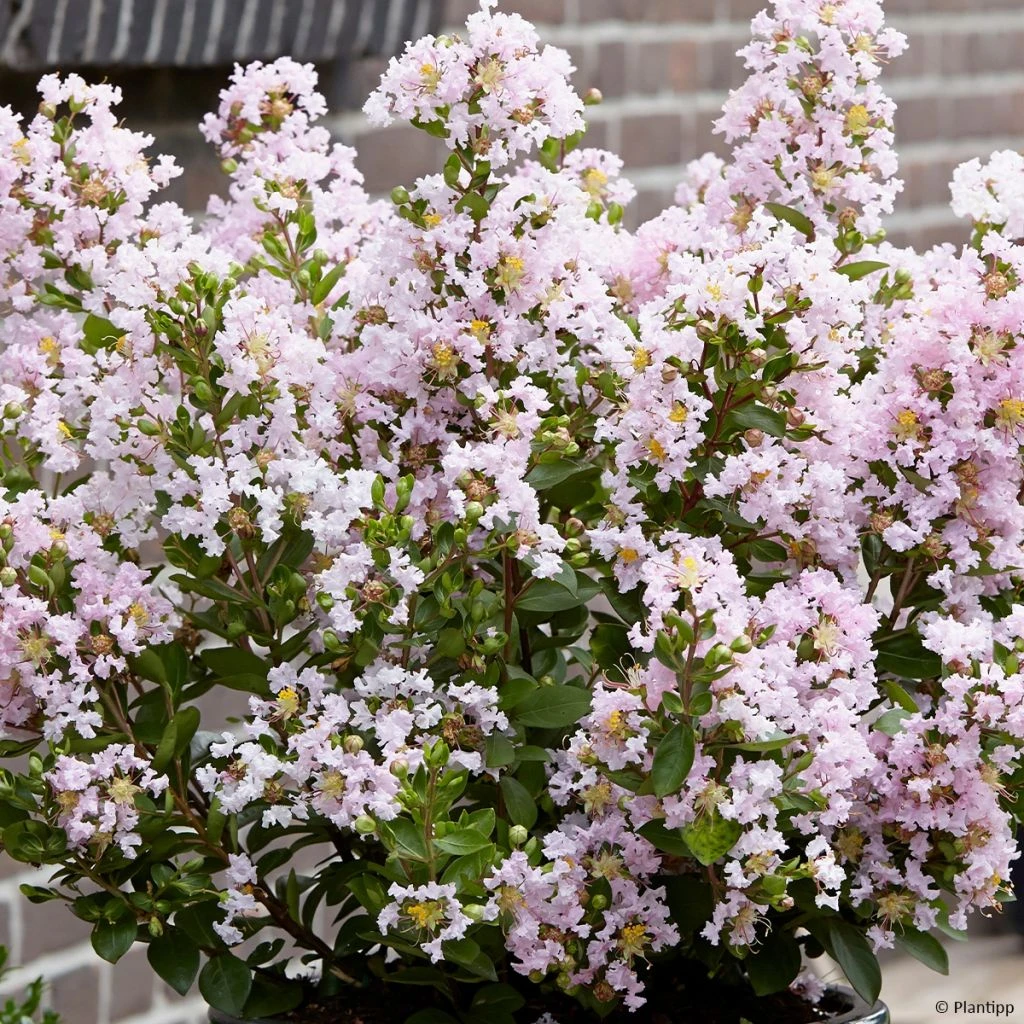 Lilas Des Indes 'With Love Babe' 3 Lilas Des Indes 'With Love Babe'