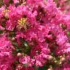 Lagerstroemia Indica Yang Tse - Lilas Des Indes 1 Lagerstroemia Indica Yang Tse - Lilas Des Indes -Fleurs & Plantes Soldes Boutique Lagerstroemia indica Yang Tse 87465 1