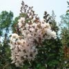 Lagerstroemia Indica Kimono - Lilas Des Indes Blanc -Fleurs & Plantes Soldes Boutique Lagerstroemia indica ld littlegemtrees 80027 1