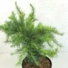 Larix Decidua Little Bogle - Mélèze D'Europe Nain 1 Larix Decidua Little Bogle - Mélèze D'Europe Nain -Fleurs & Plantes Soldes Boutique Larix decidua Little Bogle 665002 1
