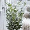 Laurier Cerise - Prunus Laurocerasus Elly 1 Laurier Cerise - Prunus Laurocerasus Elly -Fleurs & Plantes Soldes Boutique Laurier cerise Prunus laurocerasus Elly copyright 179320 1