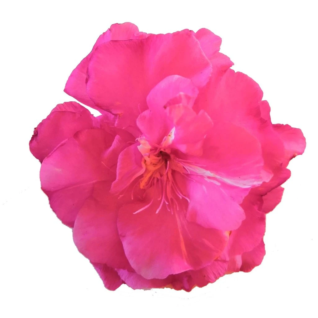 Laurier Rose Double Roseum Plenum - Nerium Oleander 3 Laurier Rose Double Roseum Plenum - Nerium Oleander