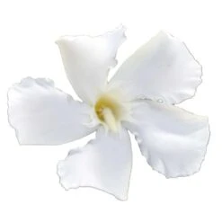 Laurier Rose Soeur Agnes - Nerium Oleander