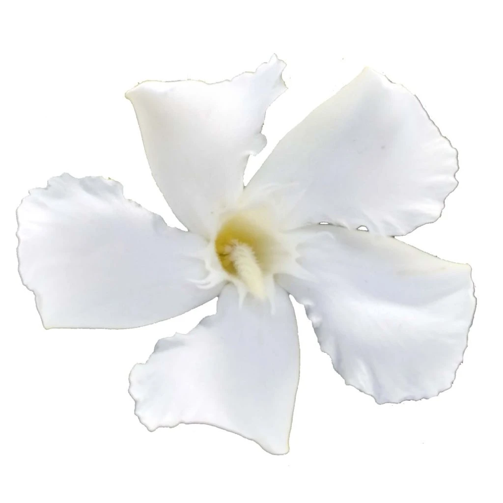 Laurier Rose Soeur Agnes - Nerium Oleander 3 Laurier Rose Soeur Agnes - Nerium Oleander