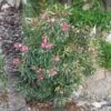 Laurier Rose Variegata - Nerium Oleander 2 Laurier Rose Variegata - Nerium Oleander -Fleurs & Plantes Soldes Boutique Laurier rose Variegata 87059 1