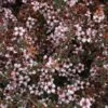 Leptospermum Nanum Tui - Arbre à Thé -Fleurs & Plantes Soldes Boutique Leptospermum Nanum Tui 82926 1