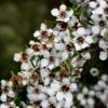 Leptospermum Scoparium Blanc -Fleurs & Plantes Soldes Boutique Leptospermum scoparium Blanc 83356 2