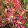 Leucadendron Cheeky -Fleurs & Plantes Soldes Boutique Leucadendron Cheeky IF 16676 1
