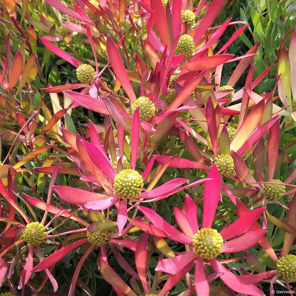 Leucadendron Cheeky 3 Leucadendron Cheeky
