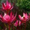 Leucadendron Fireglow 1 Leucadendron Fireglow -Fleurs & Plantes Soldes Boutique Leucadendron Fireglow 83362 1