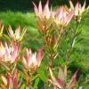 Leucadendron Jack Harre -Fleurs & Plantes Soldes Boutique Leucadendron Jack Harre 81324 1