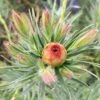 Leucadendron Jubilee Crown -Fleurs & Plantes Soldes Boutique Leucadendron Jubilee Crown 16678 1