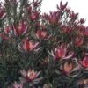 Leucadendron Safari Sunset -Fleurs & Plantes Soldes Boutique Leucadendron Safari Sunset 83363 1