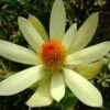 Leucadendron Summer Sun 1 Leucadendron Summer Sun -Fleurs & Plantes Soldes Boutique Leucadendron Summer Sun 89607 1