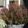 Leucothoe Axillaris Twisting Red -Fleurs & Plantes Soldes Boutique Leucothoe Twisting Red 81428 1
