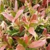 Leucothoe Fontanesiana Color Diamond -Fleurs & Plantes Soldes Boutique Leucothoe fontanesiana Color Diamond IF 17917 1