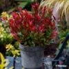 Leucothoe Fontanesiana Little Flames 1 Leucothoe Fontanesiana Little Flames -Fleurs & Plantes Soldes Boutique Leucothoe fontanesiana Little Flames 89655 1
