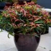 Leucothoe Keiskei Burning Love -Fleurs & Plantes Soldes Boutique Leucothoe keiskei Burning Love 84127 3 1
