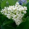 Troène Du Texas - Ligustrum Japonicum Texanum -Fleurs & Plantes Soldes Boutique Ligustrum japonicum Texanum 84131 1