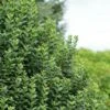 Ligustrum Vulgare Straight Talk - Troène Commun -Fleurs & Plantes Soldes Boutique Ligustrum vulgare straight Talk V 89533 1