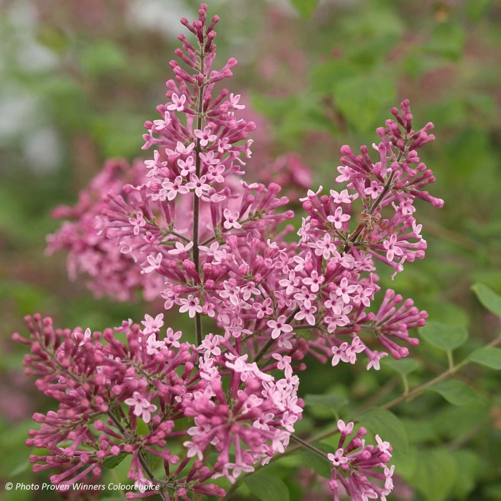 Lilas Bloomerang Pink Perfume - Syringa Nain Hybride Remontant 3 Lilas Bloomerang Pink Perfume - Syringa Nain Hybride Remontant