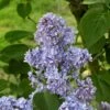 Lilas - Syringa Vulgaris Capitaine Baltet 1 Lilas - Syringa Vulgaris Capitaine Baltet -Fleurs & Plantes Soldes Boutique Lilas Capitaine Baltet Syringa vulgaris 82627 1