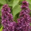 Lilas - Syringa Vulgaris Charles Joly 1 Lilas - Syringa Vulgaris Charles Joly -Fleurs & Plantes Soldes Boutique Lilas Charles Joly 0567 1