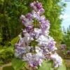 Lilas Commun - Syringa Vulgaris Konchalovskii -Fleurs & Plantes Soldes Boutique Lilas commun Syringa vulgaris Konchalovskii LD 1008742 1
