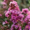 Lilas Des Indes - Lagerstroemia Indica Enduring Lavender 2 Lilas Des Indes - Lagerstroemia Indica Enduring Lavender -Fleurs & Plantes Soldes Boutique Lilas des Indes Lagerstroemia indica Enduring Lavender copyright 1006941 1