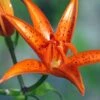 Lis Botanique - Lilium Tsingtauense NU -Fleurs & Plantes Soldes Boutique Lilium tsingtauense 4225 1