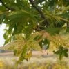 Liquidambar Styraciflua Aurea - Copalme D'Amérique 2 Liquidambar Styraciflua Aurea - Copalme D'Amérique -Fleurs & Plantes Soldes Boutique Liquidambar styraciflua Aurea 84137 1