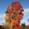 Liquidambar Styraciflua Golden Sun - Copalme D'Amérique -Fleurs & Plantes Soldes Boutique Liquidambar styraciflua Golden Sun 87894 1